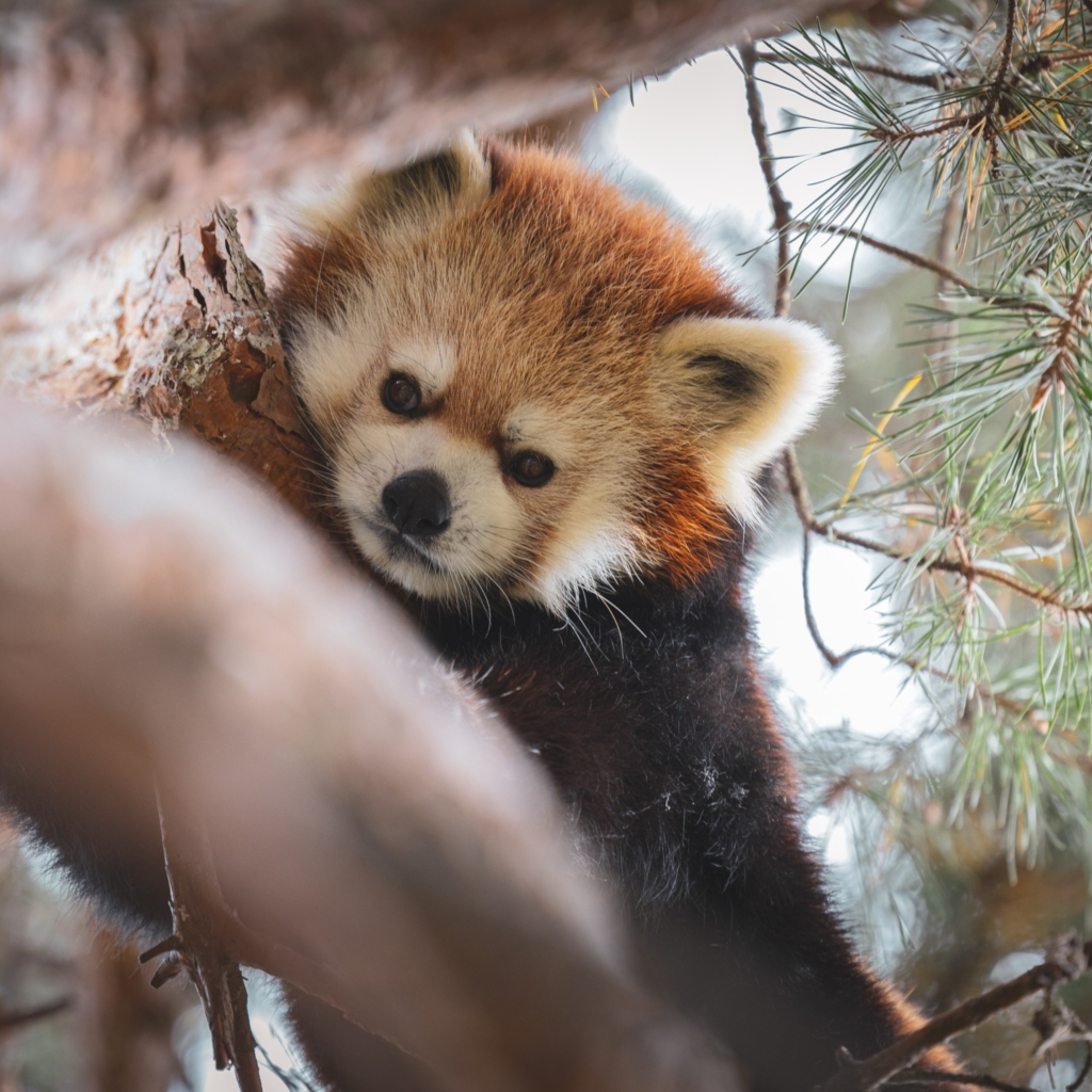 Zoo de Granby : des animaux au parc aquatique