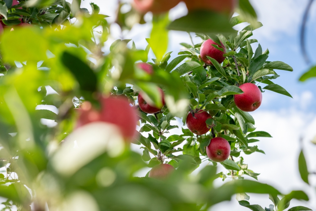 Le Verger Charbonneau : une sortie d’automne à mettre à l’agenda