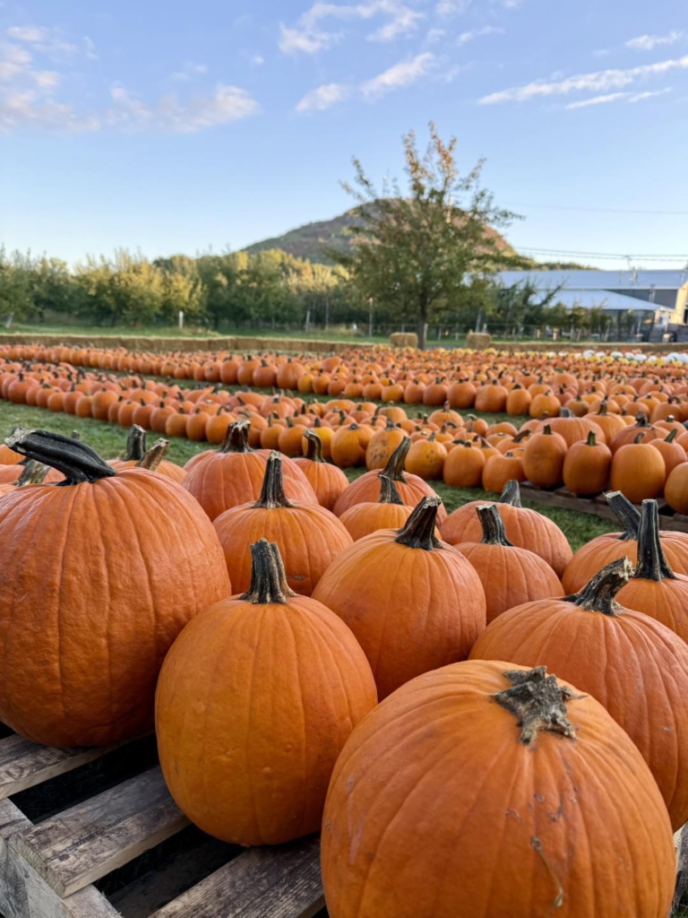 Le Verger Charbonneau : une sortie d’automne à mettre à l’agenda