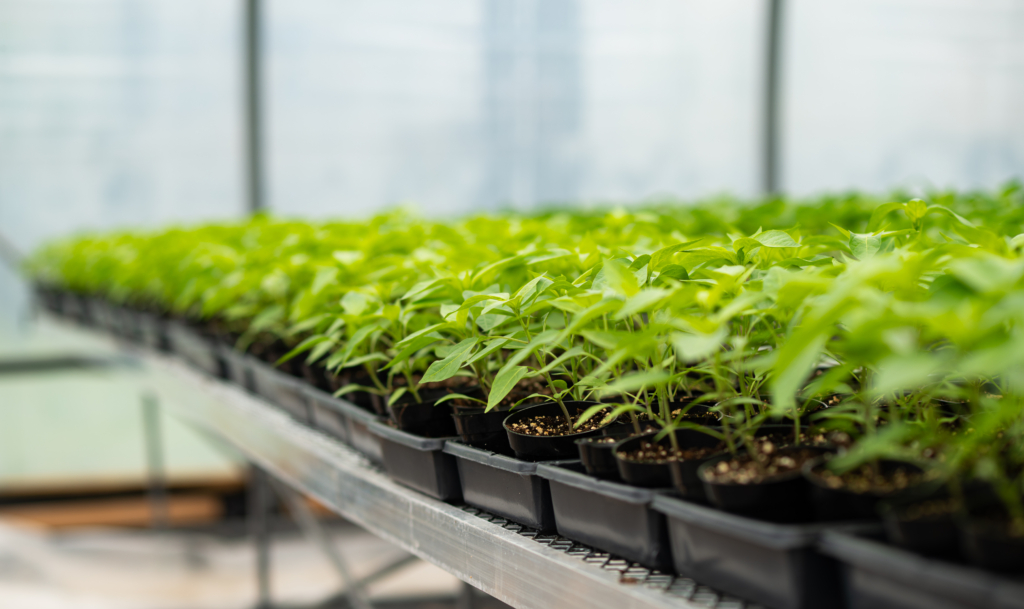 Les Jardins du Monarque : du champ à l’assiette, une histoire de famille