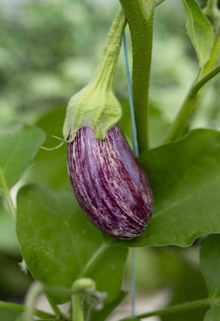 Les Jardins du Monarque : du champ à l’assiette, une histoire de famille