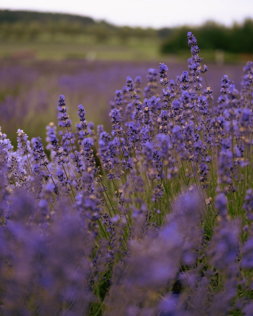 Bleu Lavande : l'escapade estivale par excellence